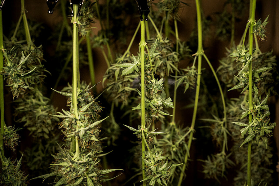 Sådan tørrer og hærder du cannabis: Eksperternes råd til de perfekte knopper