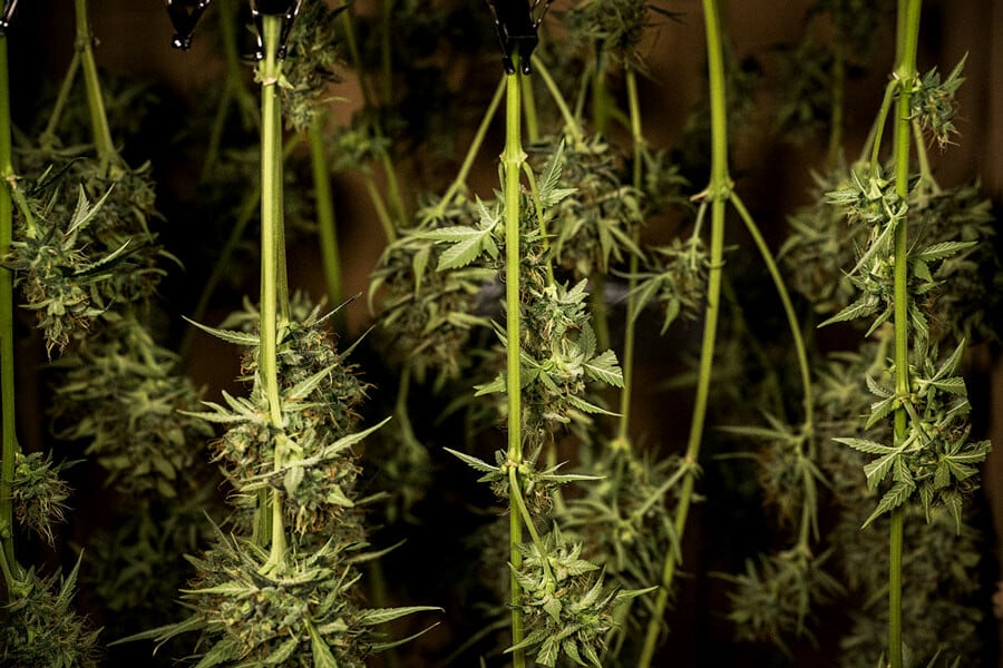 Sådan tørrer og hærder du cannabis: Eksperternes råd til de perfekte knopper