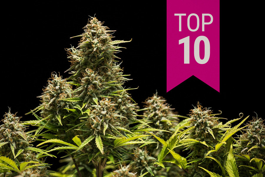 Top 10 Indica-sorter i 2025