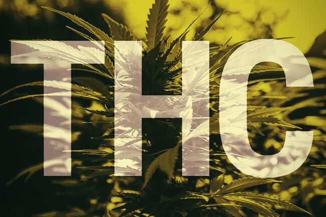 Hvad er THC? Et nærmere kig på hovedstoffet i cannabis  