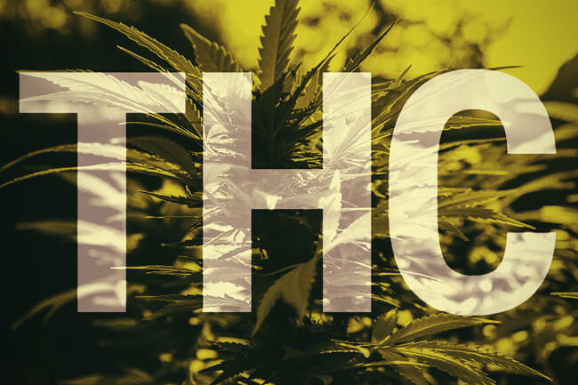 Hvad er THC? Et nærmere kig på hovedstoffet i cannabis