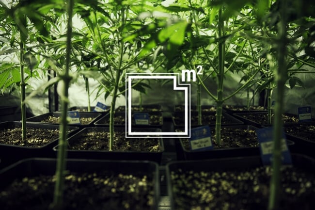 Hvor mange cannabisplanter kan du dyrke pr. kvadratmeter?