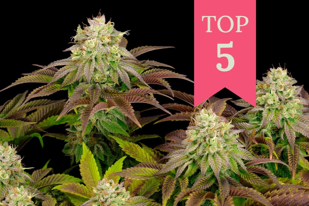 De 5 mest potente indica-cannabissorter