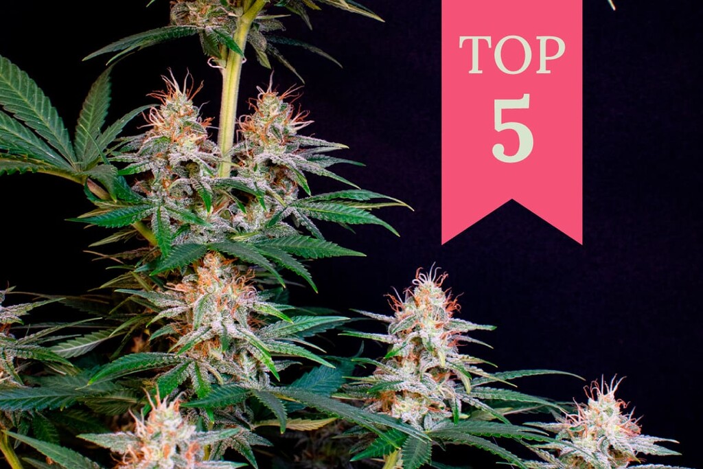 De mest potente sativa-sorter i 2026