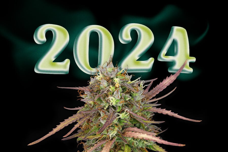 Top 10 nye cannabissorter i 2024