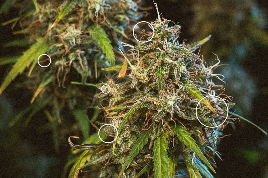 Lær, hvornår du skal høste cannabisplanter