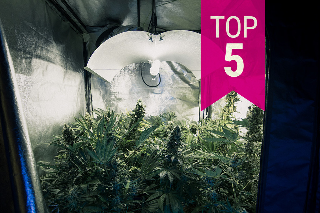 Top 5 cannabissorter med mindst lugt til diskret dyrkning i 2026