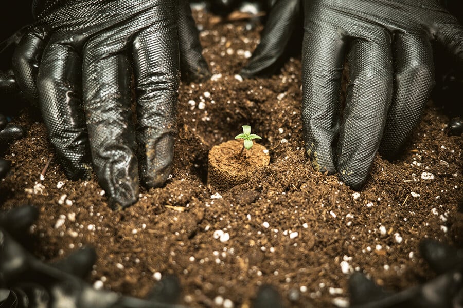 Den bedste jord til dyrkning af automatisk blomstrende cannabis