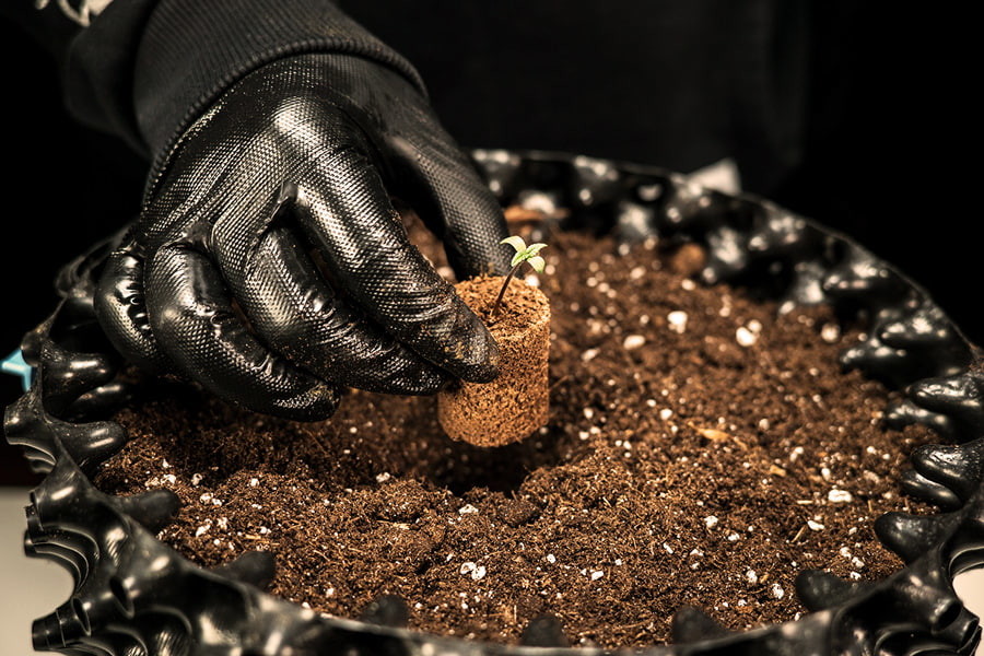 Hvordan og hvornår skal du omplante cannabiskimplanter?