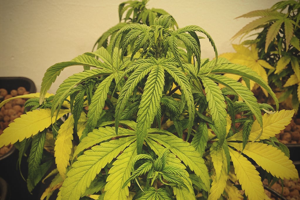 Sådan får du en syg cannabisplante til at live op igen