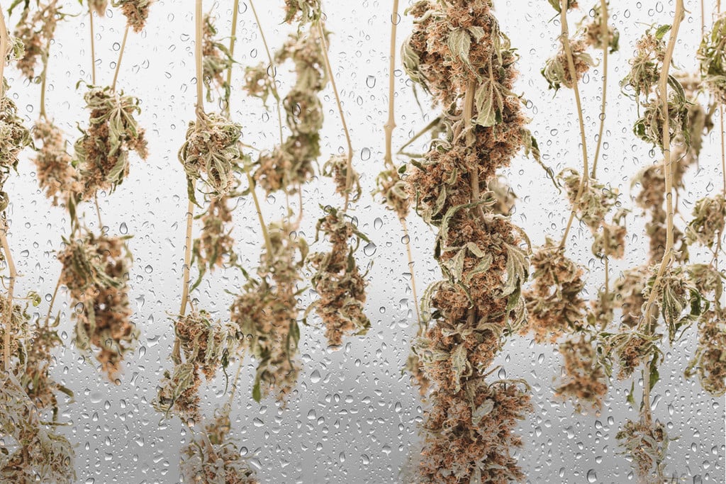 Er dine cannabisknopper knastørre? Sådan rehydrerer du dem!