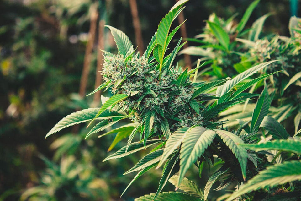 Sådan dyrker du cannabis udendørs i 2021