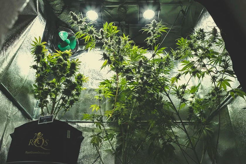 En komplet oversigt over dyrkning af cannabis indendørs