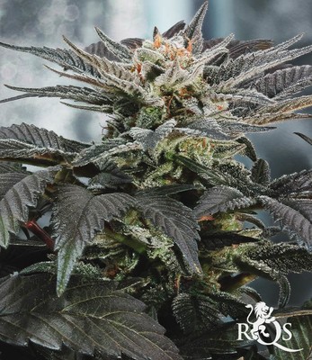 Fruit Spirit Fruit Spirit