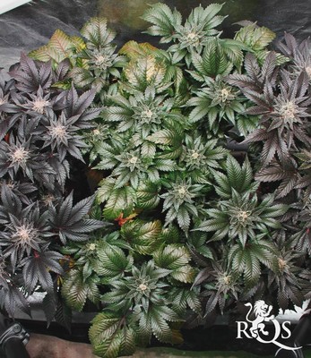 Fruit Spirit Fruit Spirit