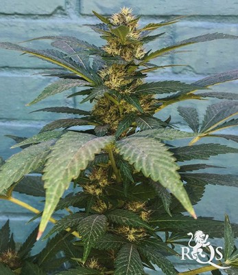 Power Flower Power Flower