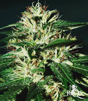 Shining Silver Haze Shining Silver Haze