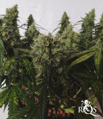 Royal Critical Auto Royal Critical Auto