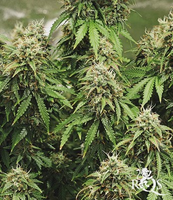 Royal Haze Auto Royal Haze Auto