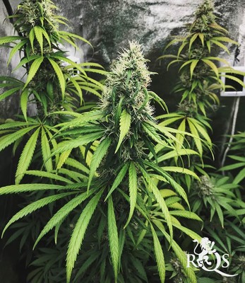 Royal Moby Royal Moby