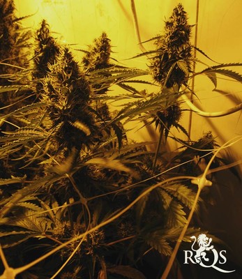 Royal Moby Royal Moby