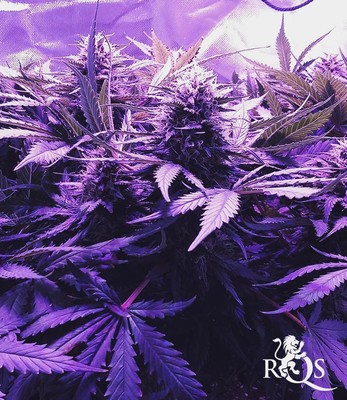 Royal Cheese FF (hurtig blomstring) Royal Cheese FF (hurtig blomstring)