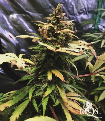 Royal Creamatic Royal Creamatic