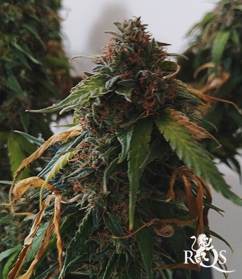 Royal Creamatic Royal Creamatic