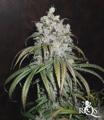 Dance World Dance World