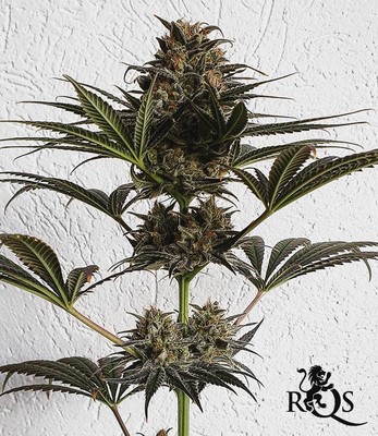 Dance World Dance World