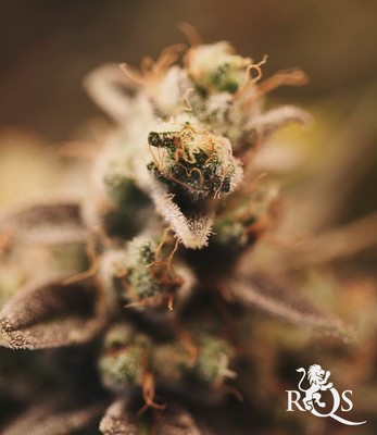 Dance World Dance World