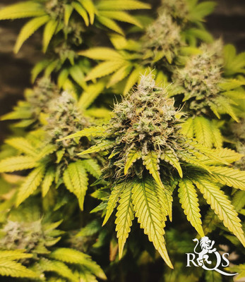 Bubble Kush Bubble Kush