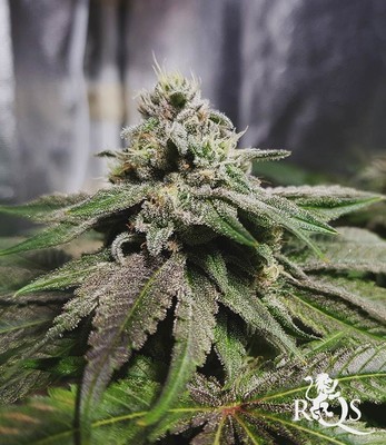 Pineapple Kush Pineapple Kush