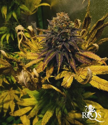 Candy Kush Express (hurtigt blomstrende) Candy Kush Express (hurtigt blomstrende)