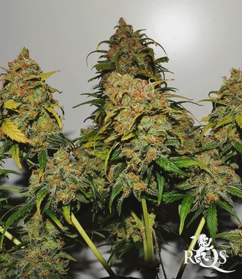 Speedy Chile (hurtigt blomstrende) Speedy Chile (hurtigt blomstrende)