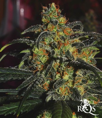 Speedy Chile (hurtigt blomstrende) Speedy Chile (hurtigt blomstrende)