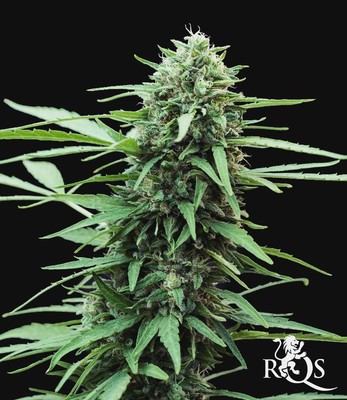 Speedy Chile (hurtigt blomstrende) Speedy Chile (hurtigt blomstrende)