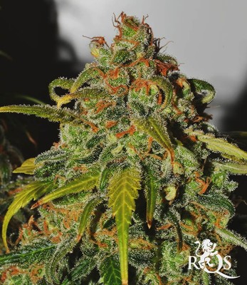 Speedy Chile (hurtigt blomstrende) Speedy Chile (hurtigt blomstrende)