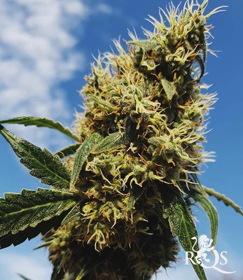 Mother Gorilla (Formerly Royal Madre)