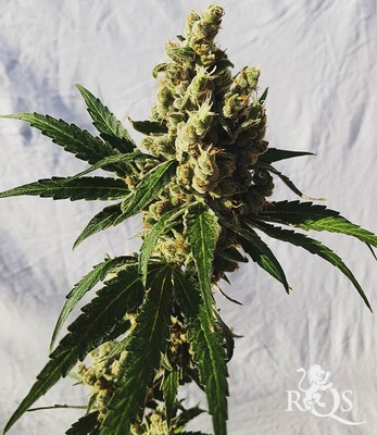 Mother Gorilla (Formerly Royal Madre)