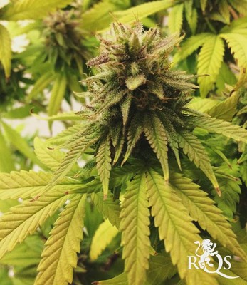 Medical Mass Medical Mass