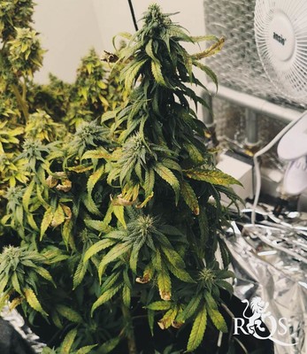 Medical Mass Medical Mass