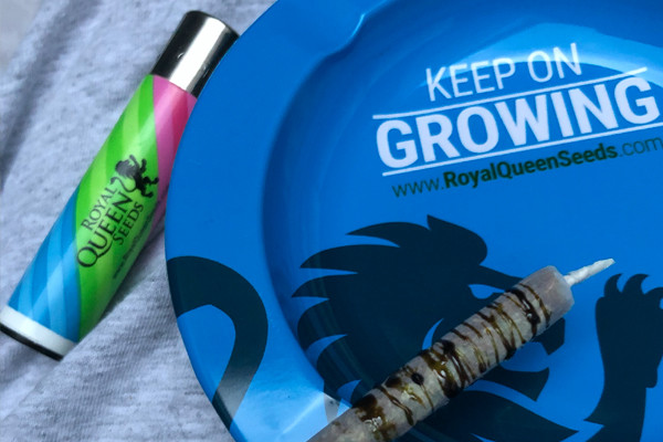 Royal Queen Seeds-askebæger Royal Queen Seeds-askebæger