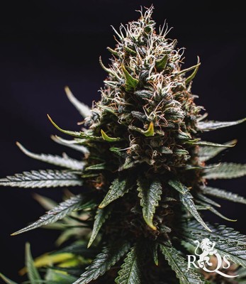 Lemon Shining Silver Haze Lemon Shining Silver Haze