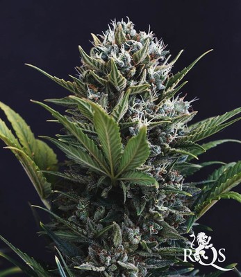 Fast Eddy Automatic CBD Fast Eddy Automatic CBD