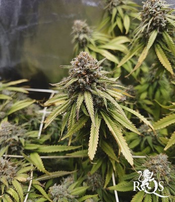 Green Crack Punch Green Crack Punch