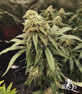 Green Crack Punch Green Crack Punch