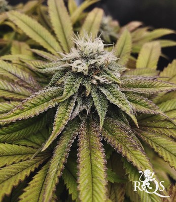 Legendary OG Punch Legendary OG Punch