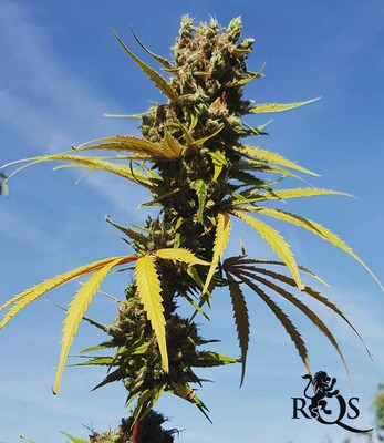 AMG - Amnesia Mac Ganja AMG - Amnesia Mac Ganja