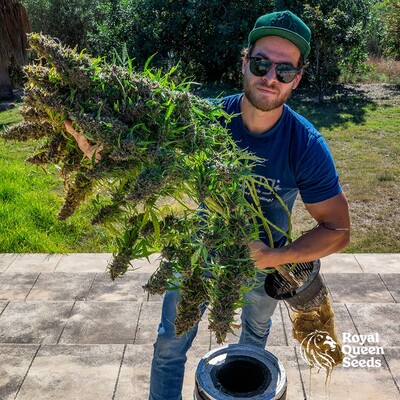 Purple Queen Auto Purple Queen Auto